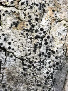 Acrocordia cavata thumbnail 1