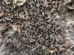 Pseudoschismatomma rufescens thumbnail 2