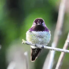 Anna's Hummingbird thumbnail 3