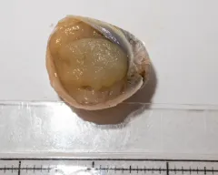 wavy lamellaria thumbnail 2