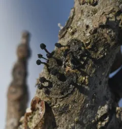 Bug Sputnik thumbnail 4