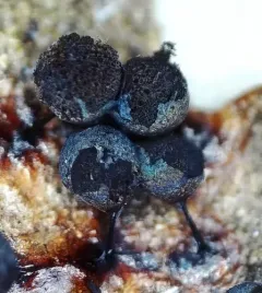 Lamproderma sauteri thumbnail 2