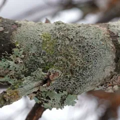 Brown-eyed Rim Lichen thumbnail 3