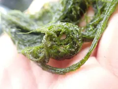 Ulva prolifera thumbnail 4