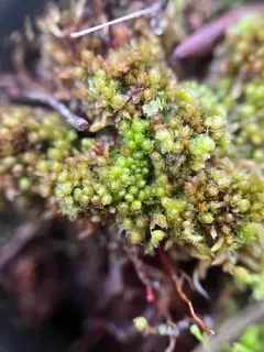Marsh Notchwort thumbnail 4