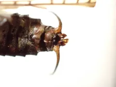 Appalachian Salmonfly thumbnail 3