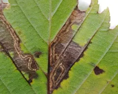 Stigmella apicialbella thumbnail 4