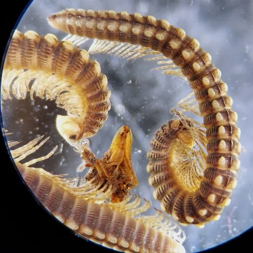 Chelojulus sculpturatus