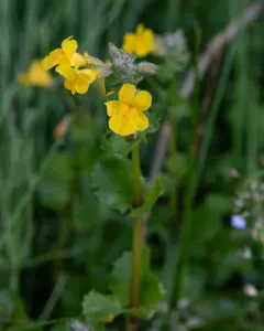 michigan monkey flower thumbnail 2
