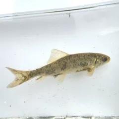 Largescale Sucker thumbnail 2
