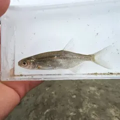 Redside Shiner thumbnail 4