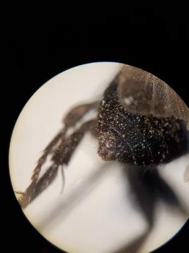 Melecta thoracica