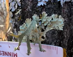Fan Ramalina thumbnail 2