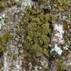Lustrous Camouflage Lichen thumbnail 2