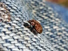 Brown Marsh Beetle thumbnail 1