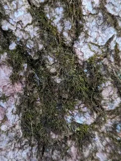 Graceful Chain Moss thumbnail 2