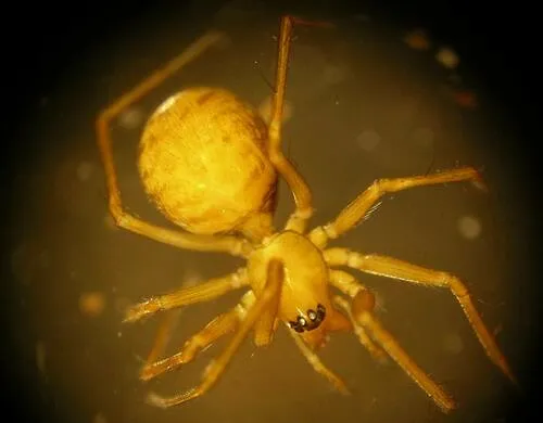 Linyphantes natches