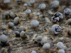 Physarum leucophaeum thumbnail 2