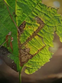 Ectoedemia virgulae thumbnail 3