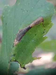 Phyllonorycter intermixta thumbnail 3