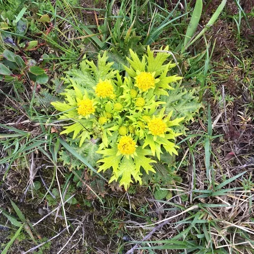 Footsteps of spring