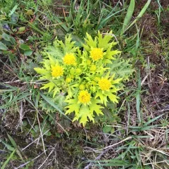 Footsteps of spring thumbnail 1