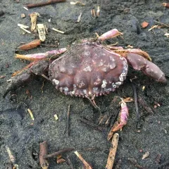 Pacific Rock Crab thumbnail 1