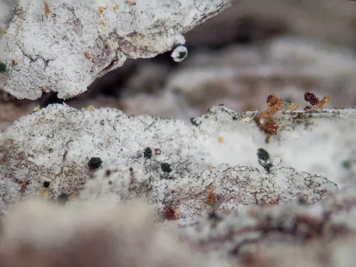 Microcalicium loraasii