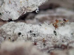 Microcalicium loraasii thumbnail 1
