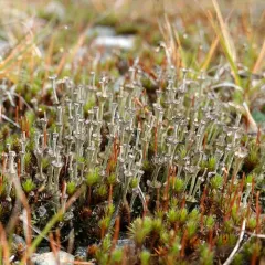 Ladder Lichen thumbnail 3