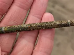 Stamnaria americana thumbnail 3