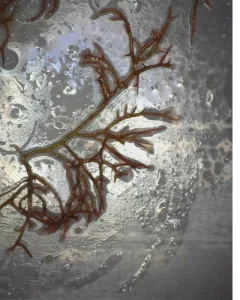 Caulacanthus okamurae thumbnail 4