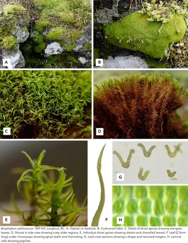 Amphidium californicum