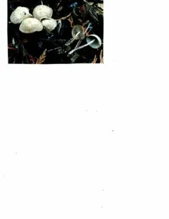 Collybiopsis subpruinosa thumbnail 3