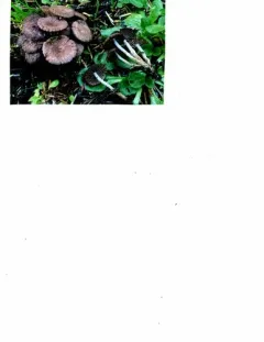 Collybiopsis villosipes thumbnail 4