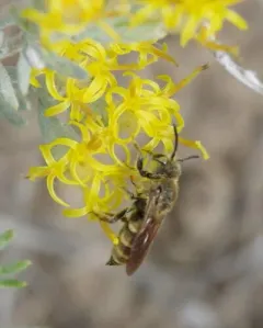 Dioxys aurifuscus thumbnail 2