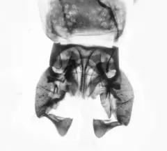 Diamesa nivoriunda thumbnail 3