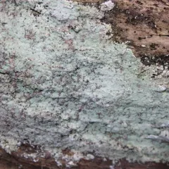 Fluffy Dust Lichen thumbnail 2