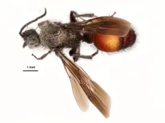 Dasymutilla monticola thumbnail 3