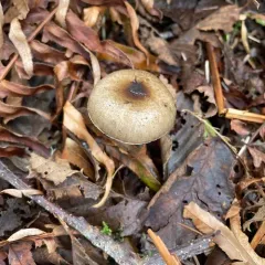 Hygrophorus whitei thumbnail 2