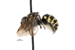 Modest Pebble Bee thumbnail 2