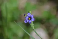 Nishnab blue-eyed grass thumbnail 2