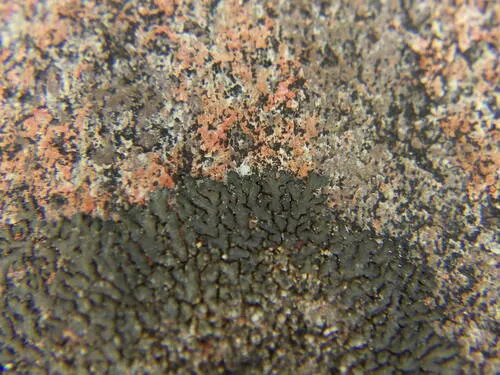 Mealy Camouflage Lichen