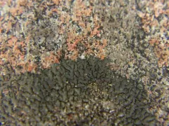 Mealy Camouflage Lichen thumbnail 1
