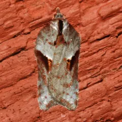 Acleris bowmanana thumbnail 2