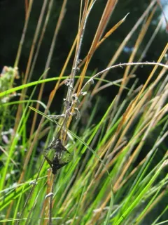 Anthrax albofasciatus thumbnail 3