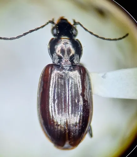 Bembidion kuprianovii