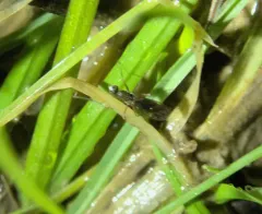 Clinocera lineata thumbnail 4
