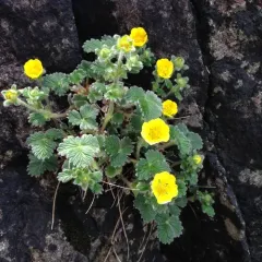 Northern Cinquefoil thumbnail 3