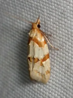 Rings' Cochylid Moth thumbnail 2